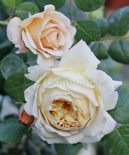 Charles Darwin (Auspeet)