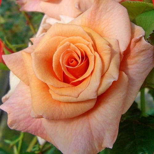 Paco Rabanne (Adaharlu)