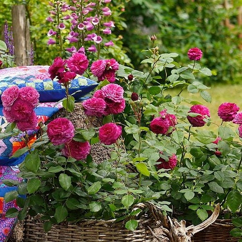 Kaffe Fassett Rose