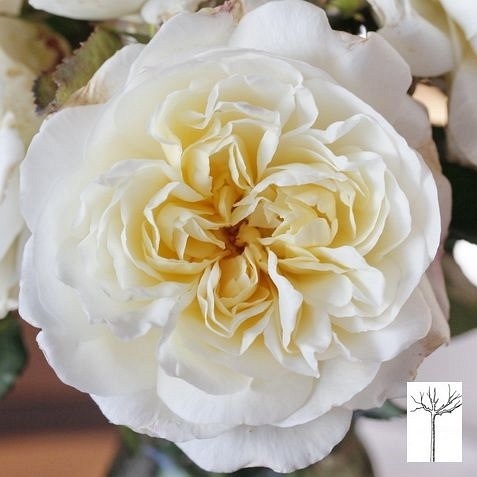 White Gruss an Aachen PIENNA