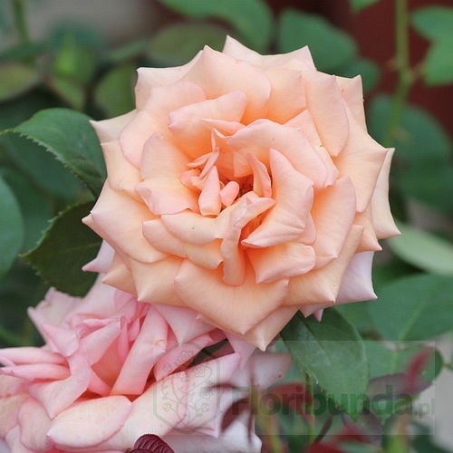 Warm Wishes (FRYxotic) DONICZKA