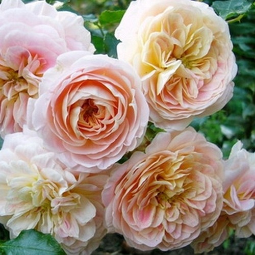 Concerto '94 (Meihaitoil) DONICZKA