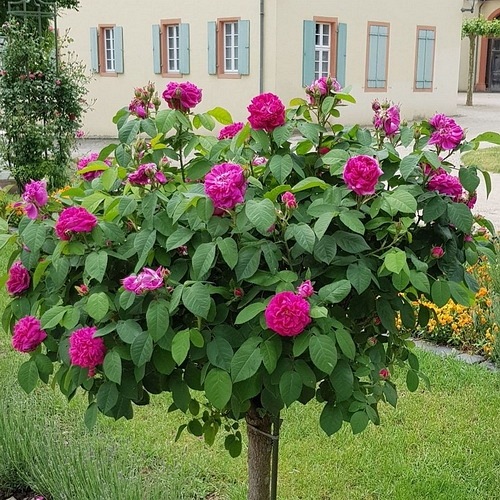 Rose de Rescht PIENNA