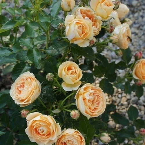 Dolce Vita (DELcentoran)