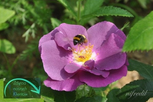 Rhapsody in Blue (Frantasia)