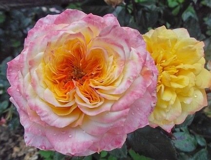 Georges Denjean  (Masgeden)