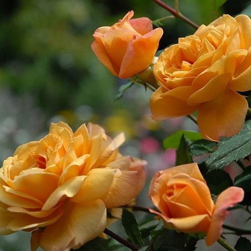 Orientalia (WEKbepmey)