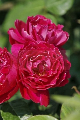 Baron Girod de L'ain