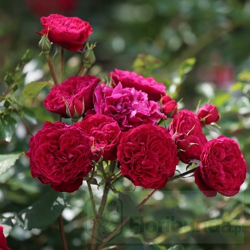 Look Good  Feel Better DONICZKA