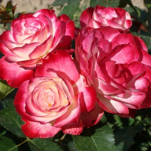 Jubilee du Prince de Monaco