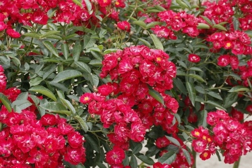 Alberich cl.