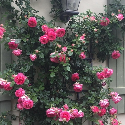 Pink Eden Rose (Cyclamen P. de Ron.)