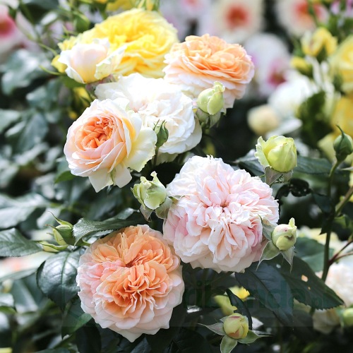 Chippendale Gold DONICZKA