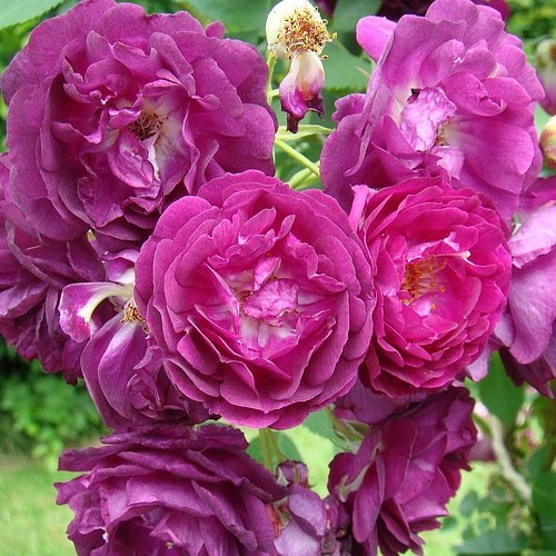 Rosengarten Zweibrücken