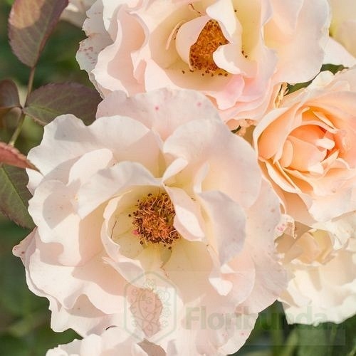 Rokoko (TANokor) PIENNA