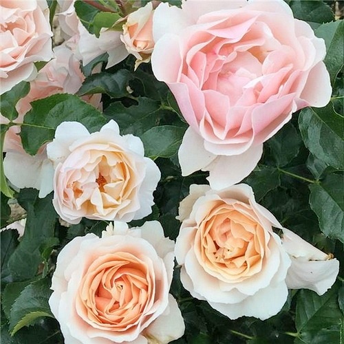 Jardin des Tuileries (DELcreor)