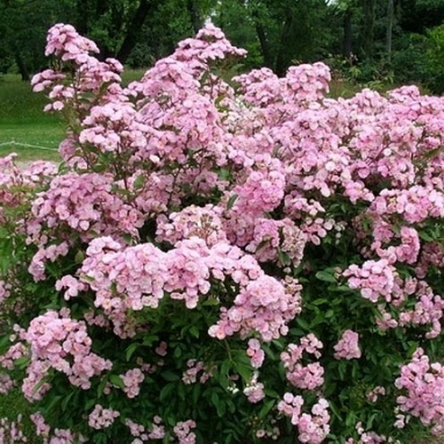 Heavenly Pink (LENnedi)