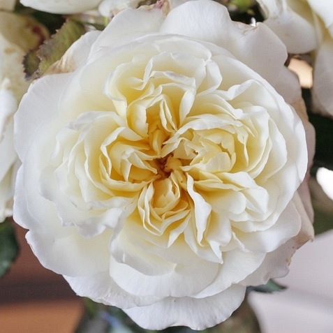 White Gruss an Aachen PIENNA