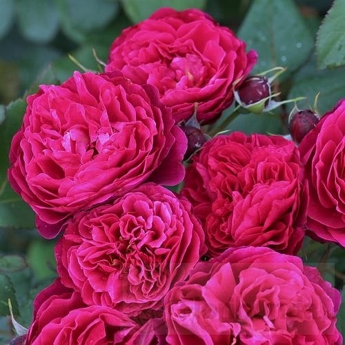 Bicentenaire de Guillot (Masbigui)