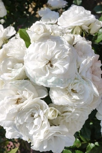 Praque DONICZKA  (POULcas043)