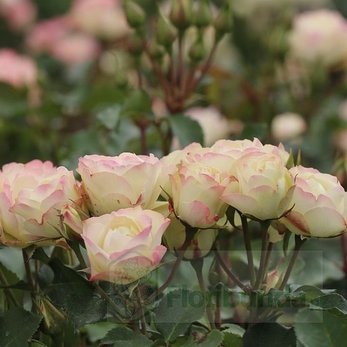 Escimo Flower Circus