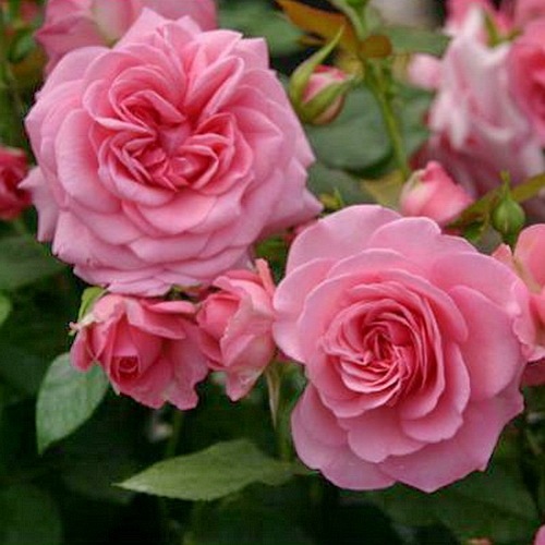 Mamma Mia (Poulcy013)