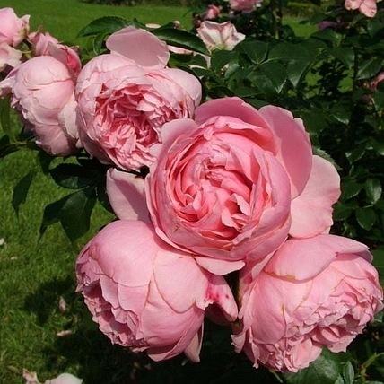 Comtesse de Segur  (DELtendre)