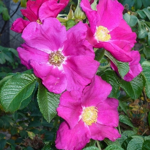 Rosa Rugosa Rubra