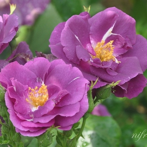 Rhapsody in Blue (Frantasia)