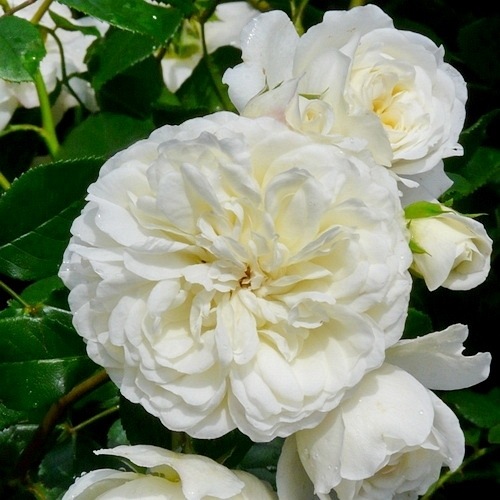 Tranquility (Ausnoble)