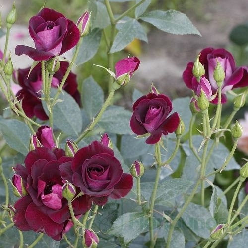 Burgundy Iceberg  (Prose)