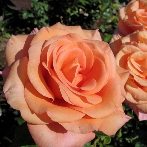 Warm Wishes (FRYxotic) DONICZKA