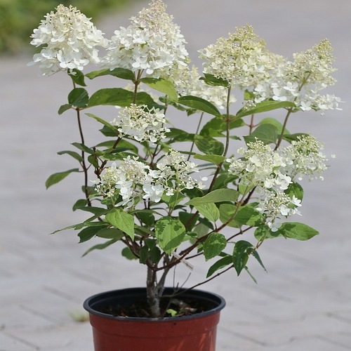 Hortensja bukietowa Magical Sweet Summer