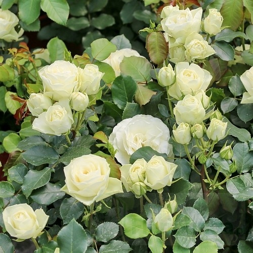 Escimo Flower Circus