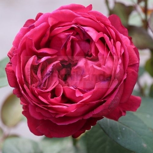 Róża La Rose des 4 Vents® – karminowa pachnąca róża Delbard