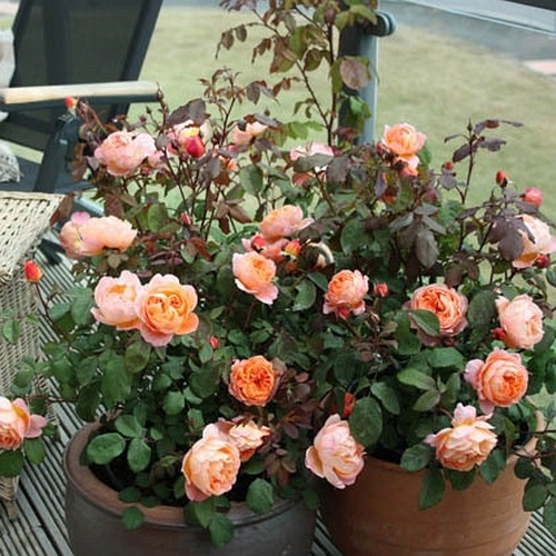 Lady Emma Hamilton (AUSbrother)