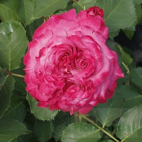 Agnes Schillinger (Masasch)