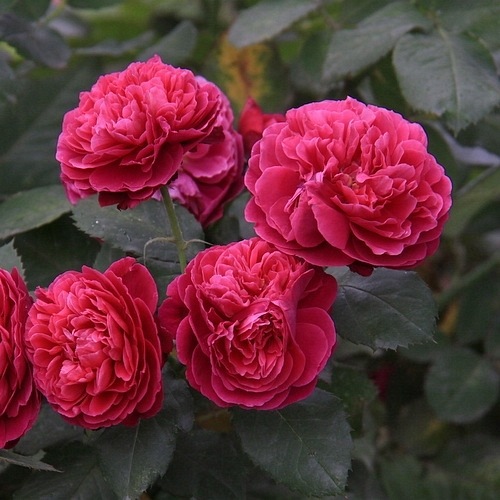 Bicentenaire de Guillot (Masbigui)