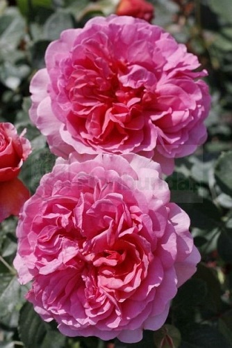 Princess Alexandra of Kent