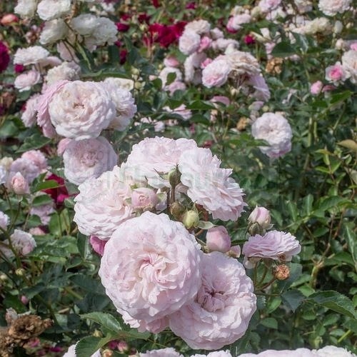 Pink Prosperity