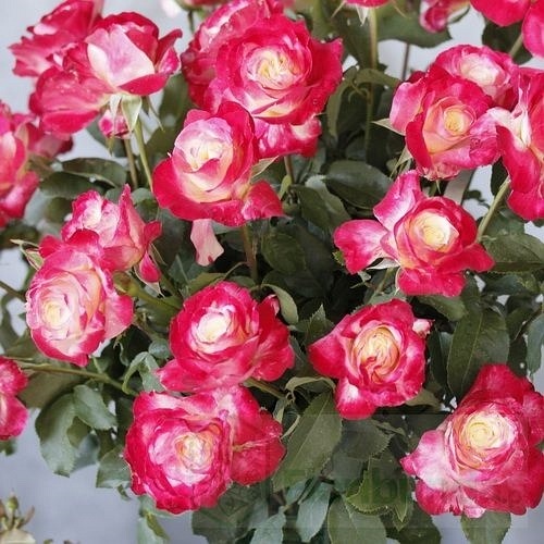 Double Delight  (Andeli)