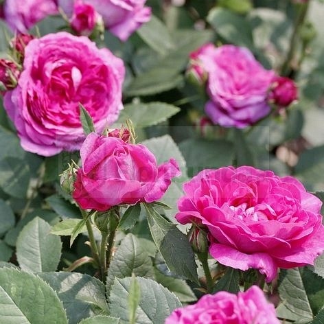 Reine des Violettes