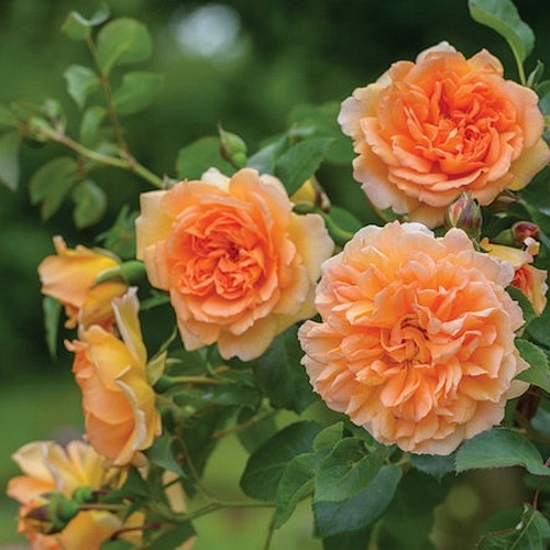 Dame Judi Dench (AUSquaker)