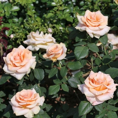 Marilyn Monroe (WEKsunspat)