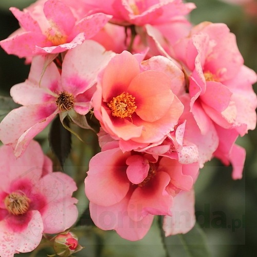 Maestro Babylon Eyes DONICZKA