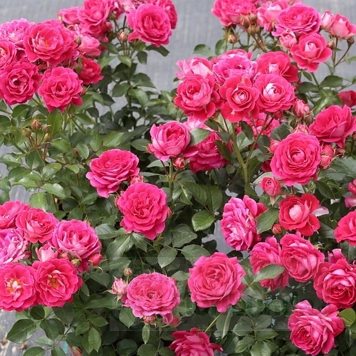 Cerise Flower Circus