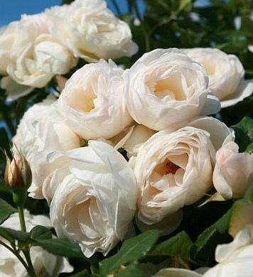 Uetersener Klosterrose