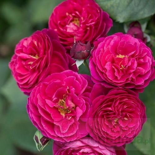 Bicentenaire de Guillot (Masbigui)