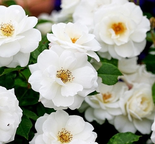 Iceberg  climbing PNĄCA