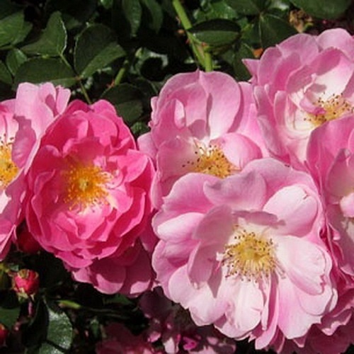 Magic Meillandecor DONICZKA (MEIbonrib)